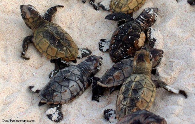 Черепахи не могут переваривать пластик, и это может нанести им вред и даже убить их